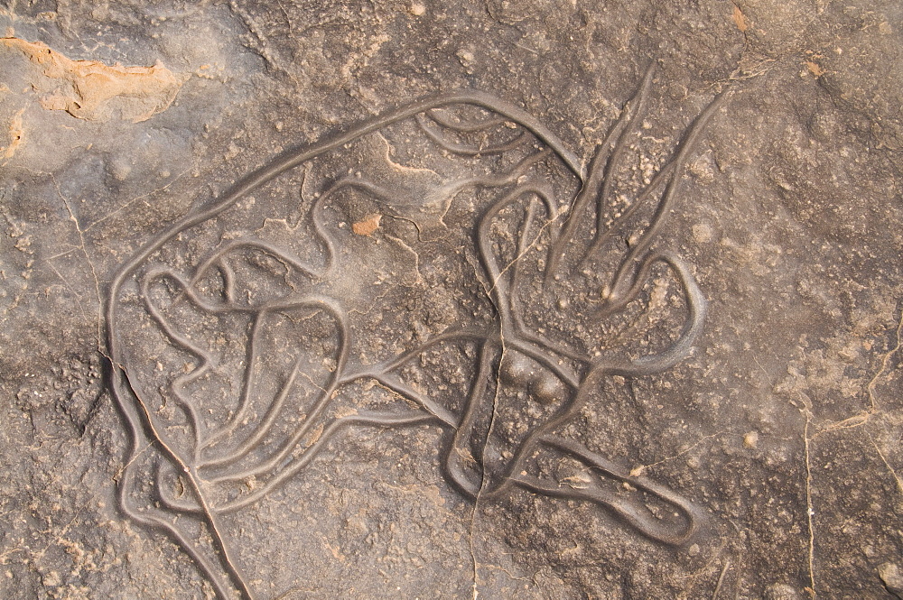 Rock carving of a cow, Tin Taghirt, Tassili n'Ajjer, Algeria, North Africa, Africa