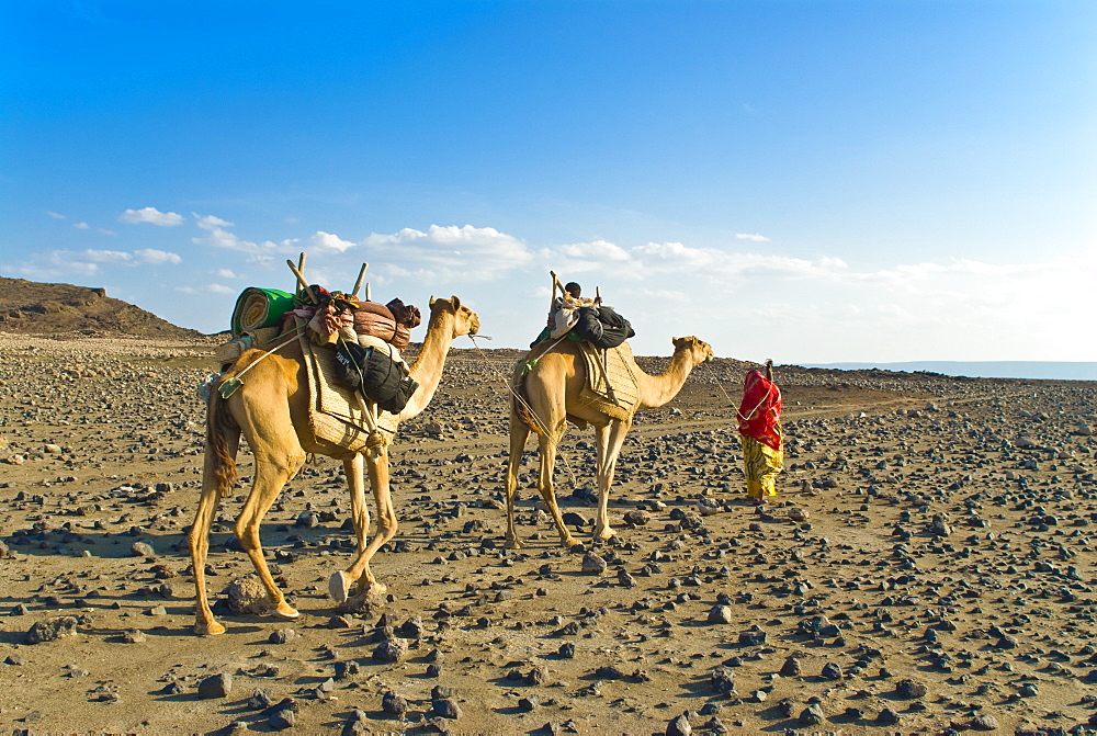 Afar tribeswoman with camels on her way home, near Lac Abbe, Republic of Djibouti, Africa