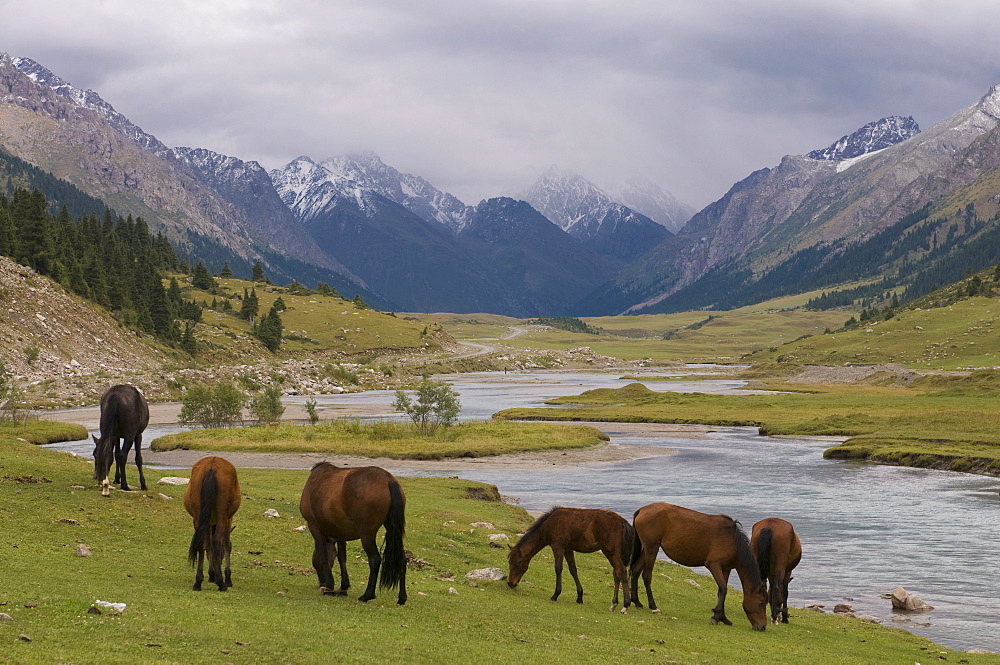 Wild horses at river, Karkakol, Kyrgyzstan, Central Asia