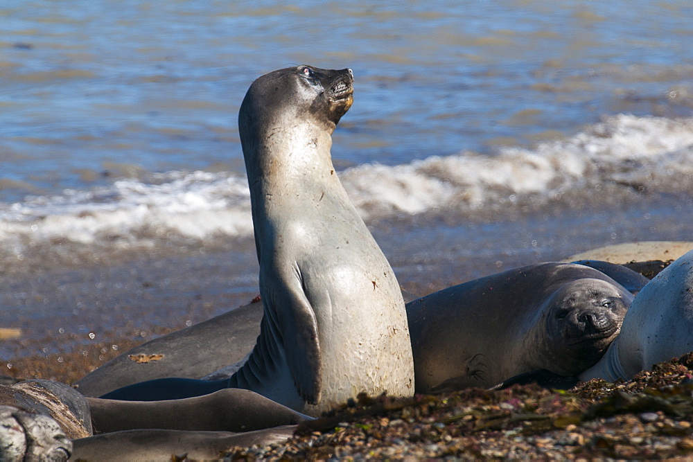 Elephant seals on Punta Ninfas, Chubut, Argentina, South America