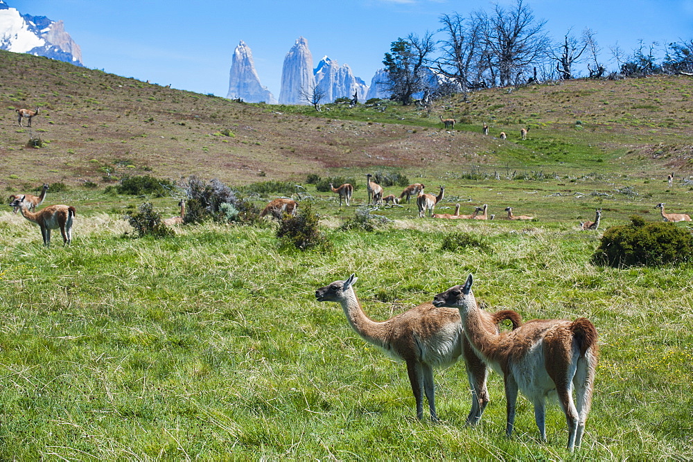 Guanakos (Lama Guanicoe), Torres del Paine National Park, Patagonia, Chile, South America 