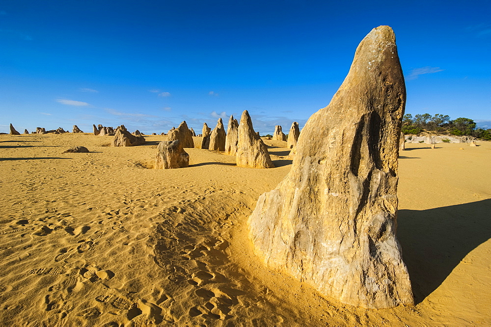 The Pinnacles  limestone formations at sunset contained within Nambung National Park, Western Australia, Australia, Pacific 