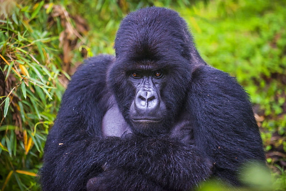 Mountain gorilla (Gorilla beringei beringei), Virunga National Park, Rwanda, Africa