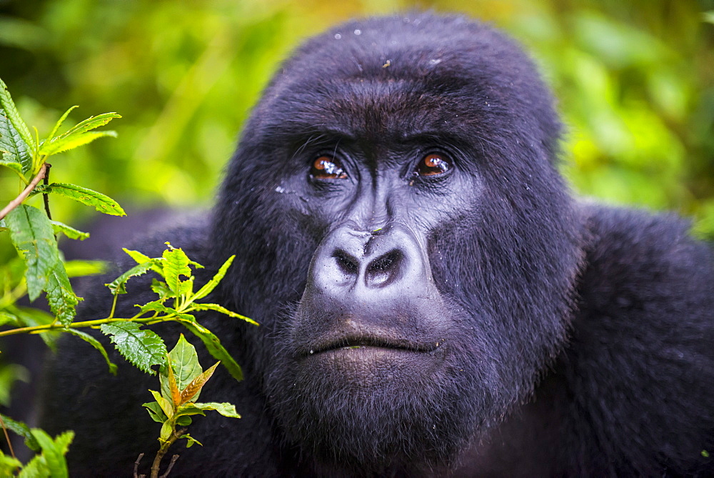 Mountain gorilla (Gorilla beringei beringei), Virunga National Park, Rwanda, Africa