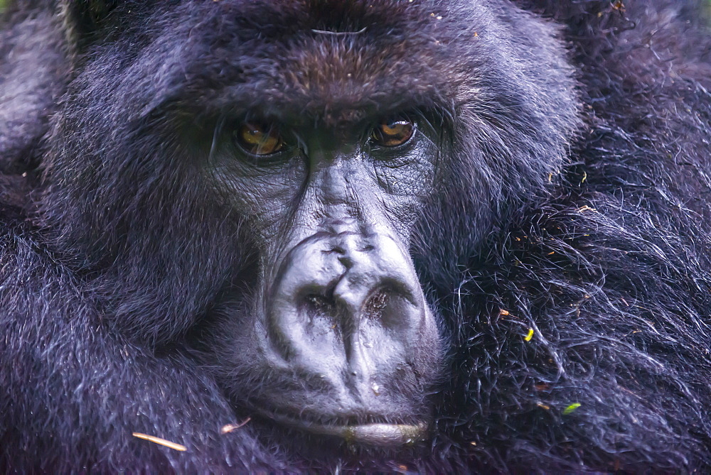 Mountain gorilla (Gorilla beringei beringei), Virunga National Park, Rwanda, Africa