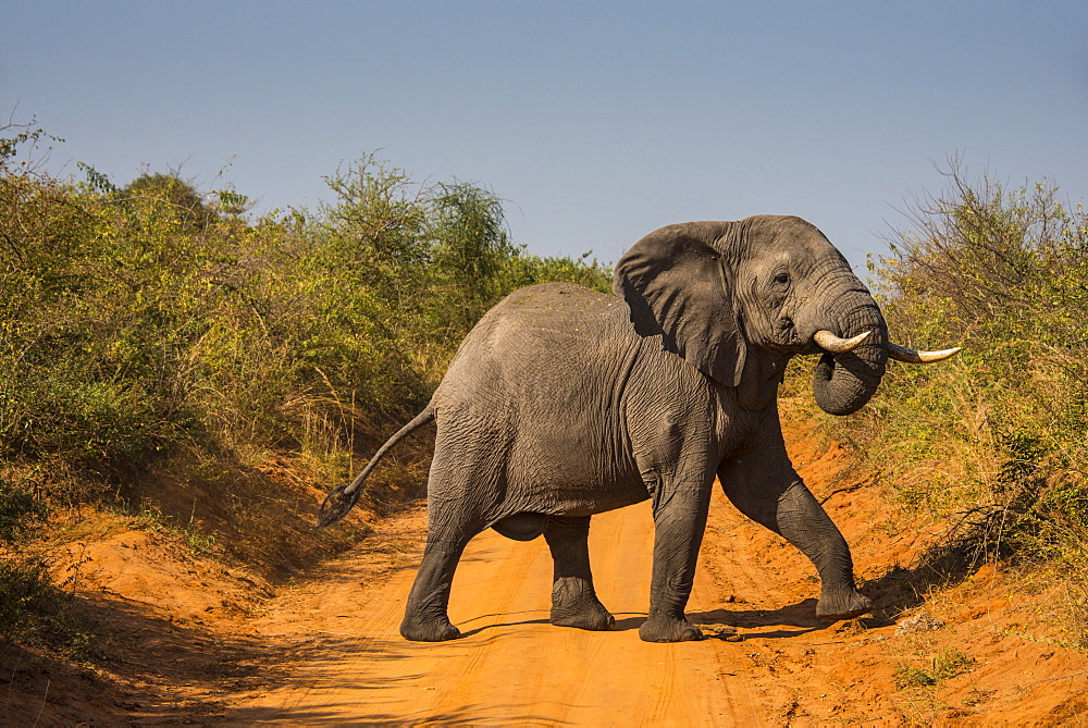 African elephant (Loxodonta africana), Murchison Falls National Park, Uganda, East Africa, Africa