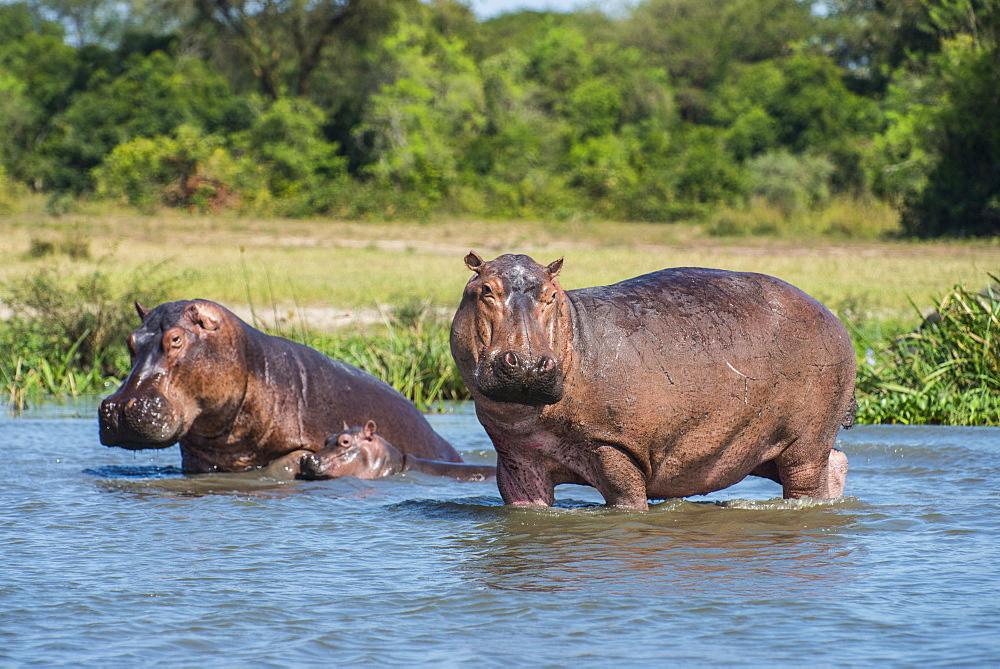 Hippopotamus (Hippopotamus amphibius), Murchison Falls National Park, Uganda, East Africa, Africa