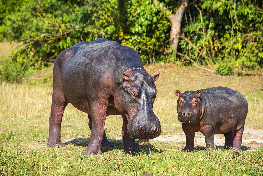 Hippopotamus (Hippopotamus amphibius) mother with baby, Murchison Falls National Park, Uganda, East Africa, Africa