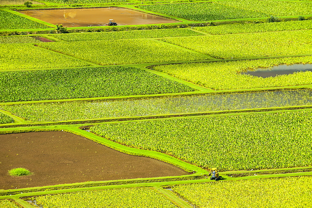 Taro fields near Hanalei on the island of Kauai, Hawaii, United States of America, Pacific