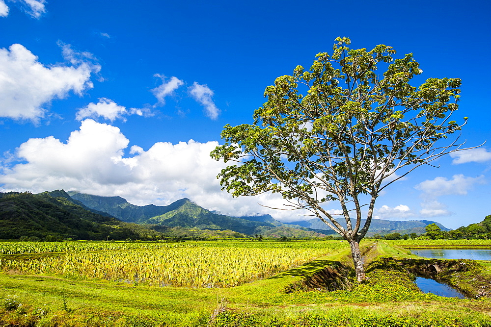 Taro fields near Hanalei on the island of Kauai, Hawaii, United States of America, Pacific