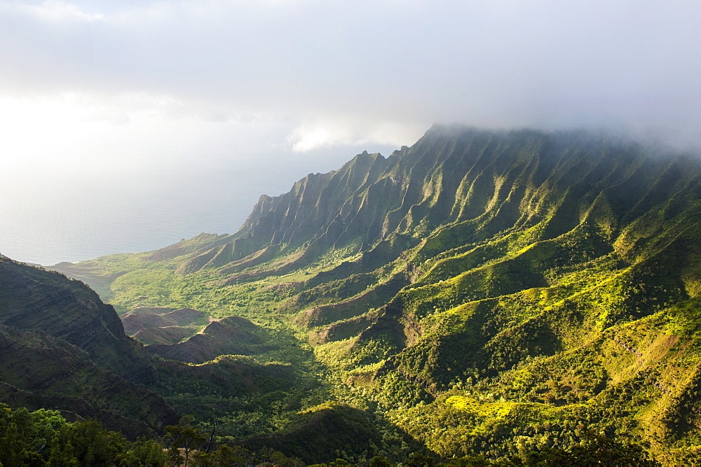 Kalalau lookout over the Napali coast from the Kokee State Park, Kauai, Hawaii, United States of America, Pacific