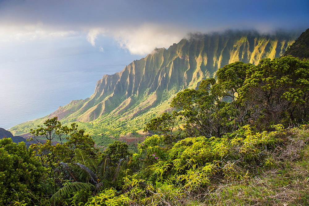 Kalalau lookout over the Napali coast from the Kokee State Park, Kauai, Hawaii, United States of America, Pacific