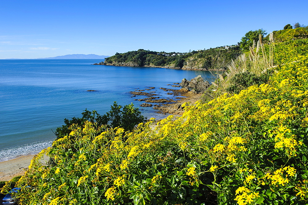 Blooming flowers over Oneroa beach, Waiheke Island, Hauraka Gulf, North Island, New Zealand, Pacific