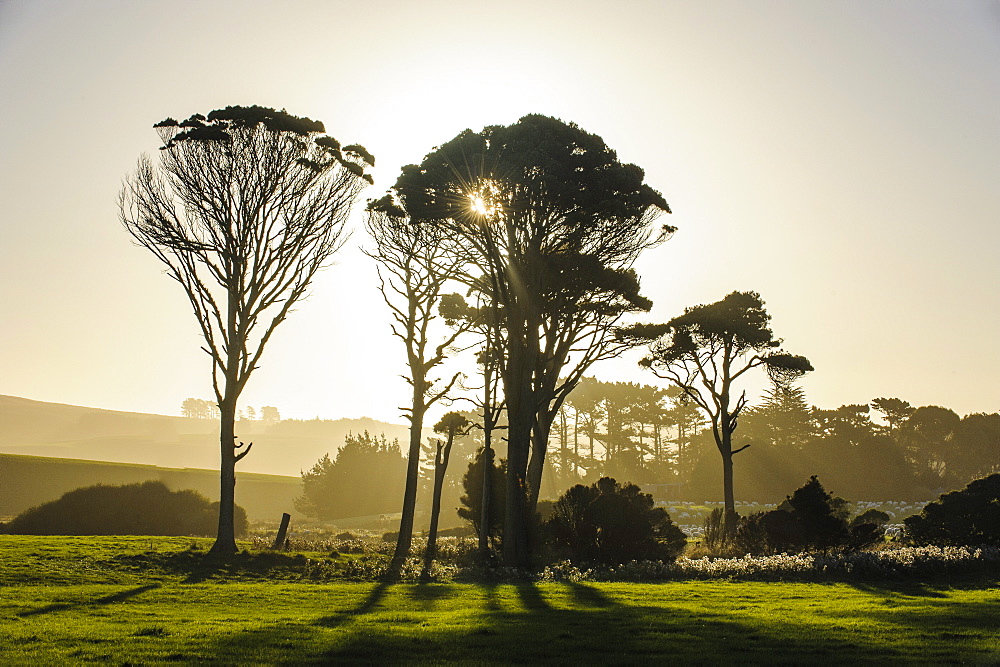 Backlit trees in green fields, the Catlins, South Island, New Zealand, Pacific