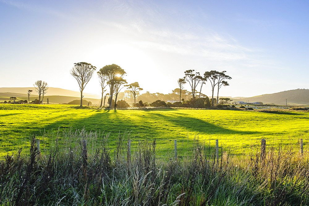 Backlit trees in green fields, the Catlins, South Island, New Zealand, Pacific