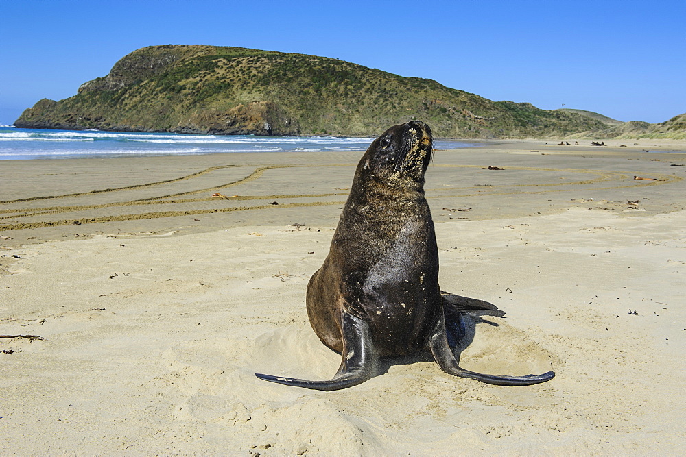 Hooker's sea lion (Phocarctos hookeri), Cannibal Bay, the Catlins, South Island, New Zealand, Pacific