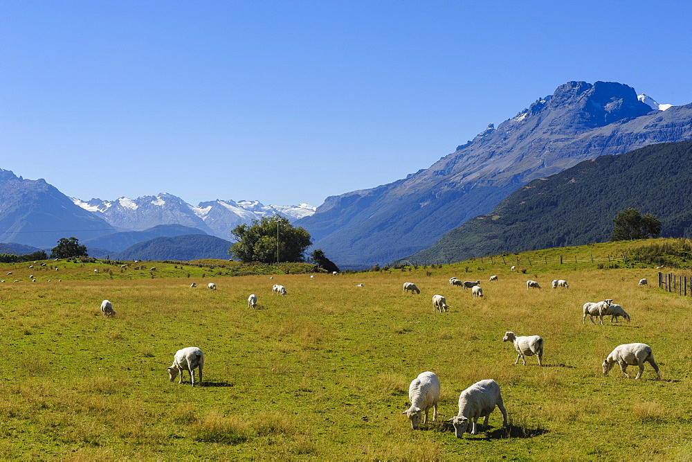 Sheep grazing on a green field, Rees Valley near Queenstown, Otago, South Island, New Zealand, Pacific