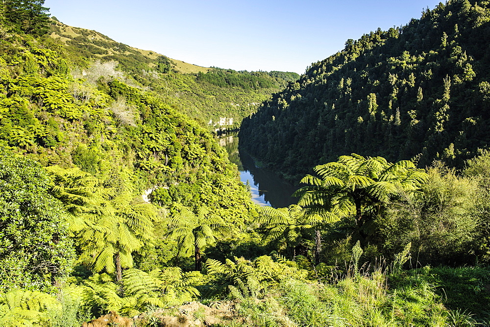 View over the Whanganui River in the lush green countryside, Whanganui River road, North Island, New Zealand, Pacific