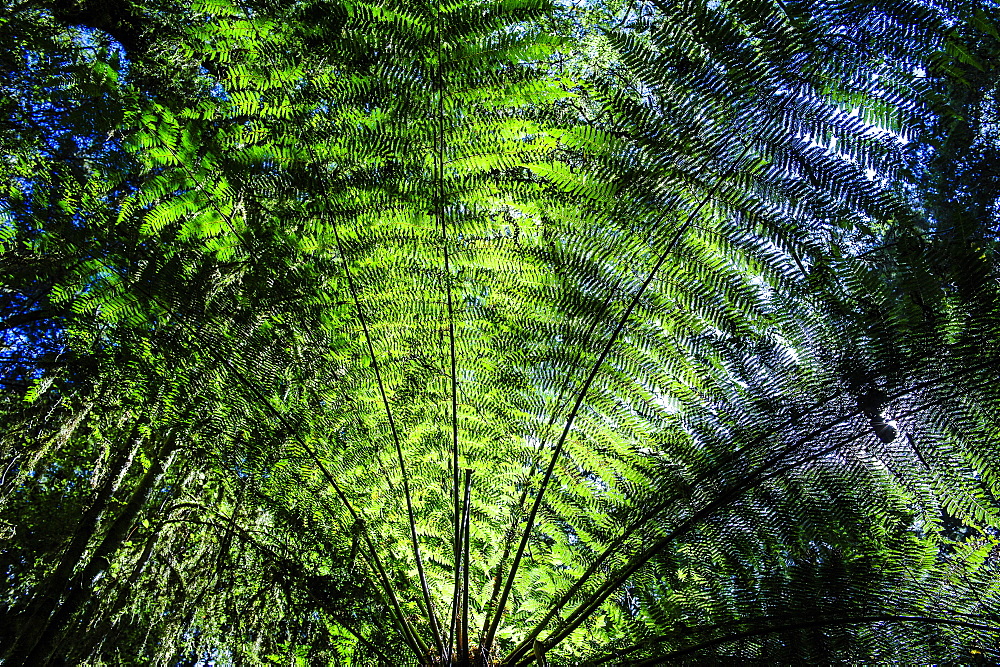 Oparara Basin, Karamea, West Coast, South Island, New Zealand, Pacific