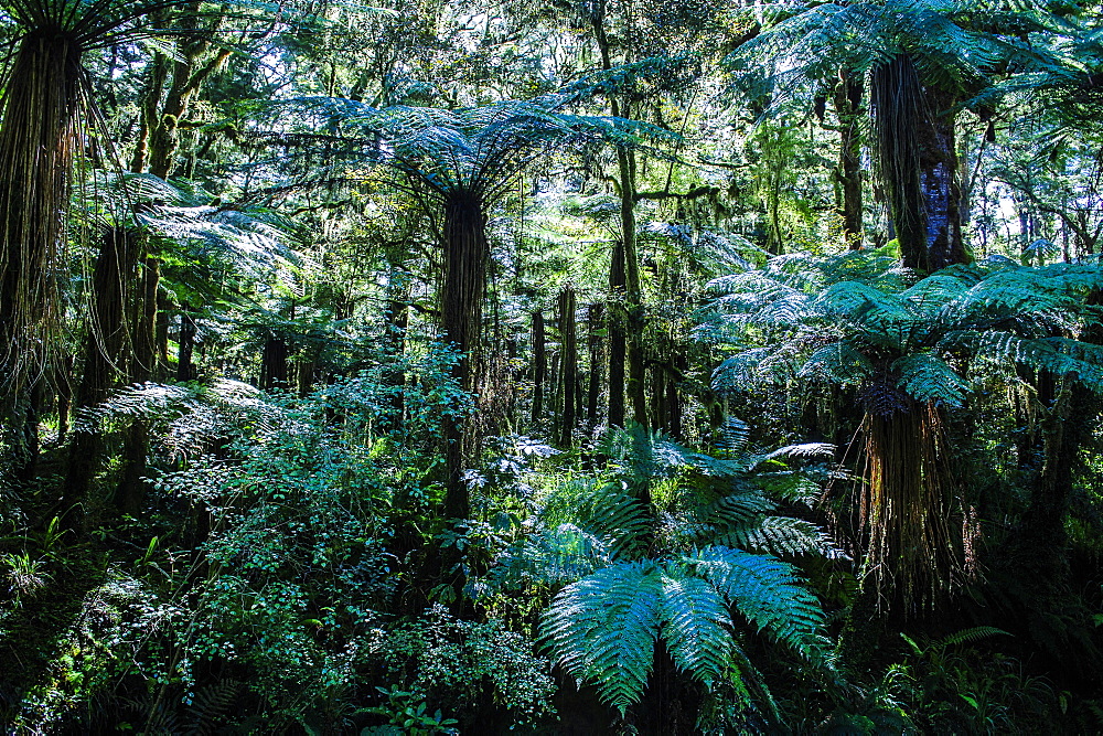 Oparara Basin, Karamea, West Coast, South Island, New Zealand, Pacific