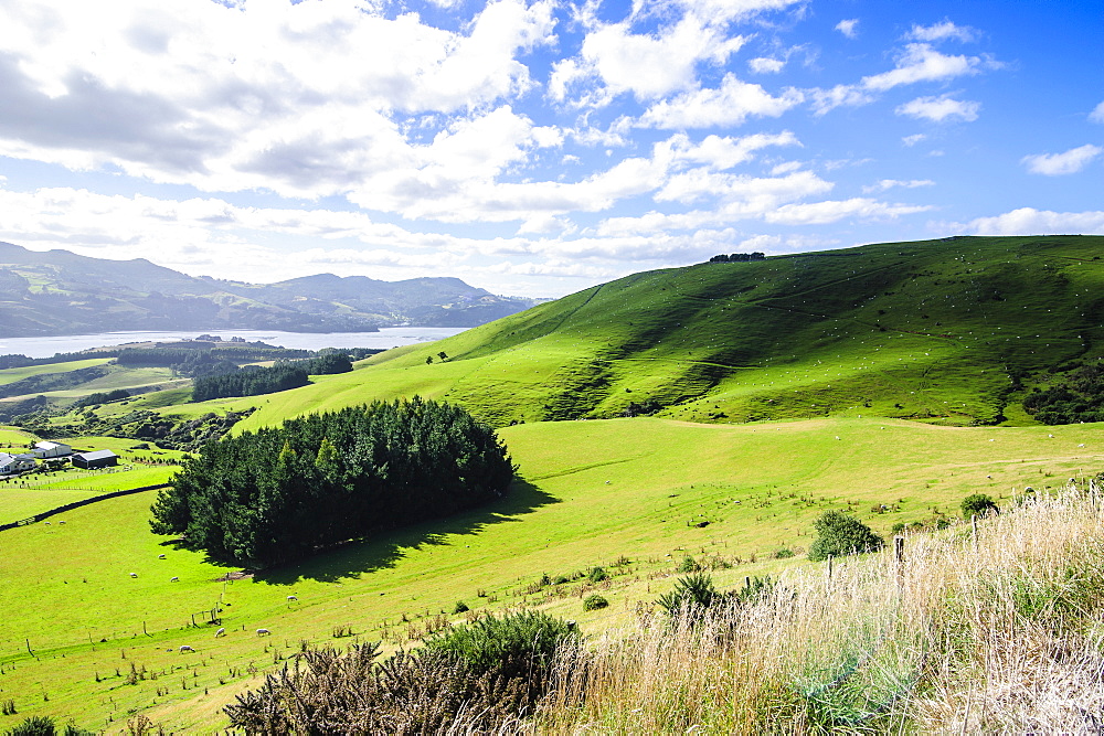 Lush green fields with sheep grazing, Otago Peninsula, Otago, South Island, New Zealand, Pacific