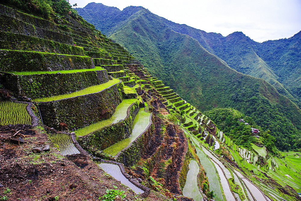 Batad rice terraces, part of the UNESCO World Heritage Site of Banaue, Luzon, Philippines, Southeast Asia, Asia