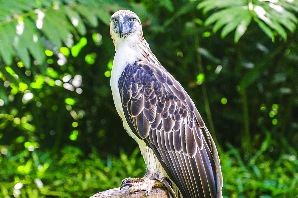 Philippine eagle (Pithecophaga jefferyi) (Monkey-eating eagle), Davao, Mindanao, Philippines, Southeast Asia, Asia