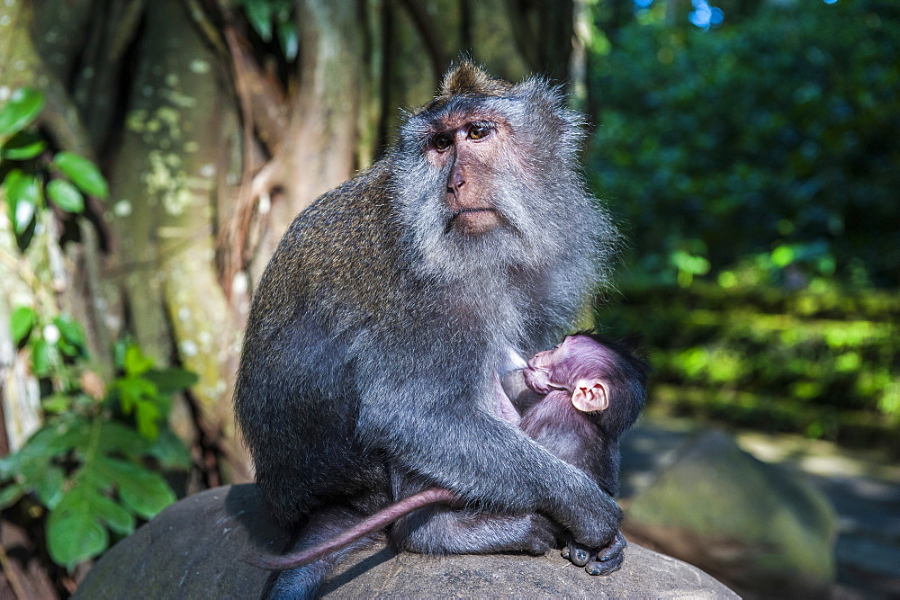 Crab-eating macaque (Macaca fascicularis) mother with baby, Monkey Forest, Ubud, Bali, Indonesia, Southeast Asia, Asia