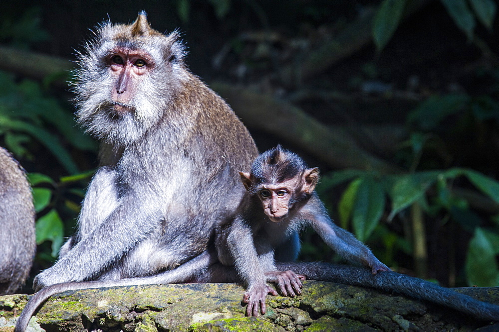 Crab-eating macaque (Macaca fascicularis) mother playing with her kids, Monkey Forest, Ubud, Bali, Indonesia, Southeast Asia, Asia