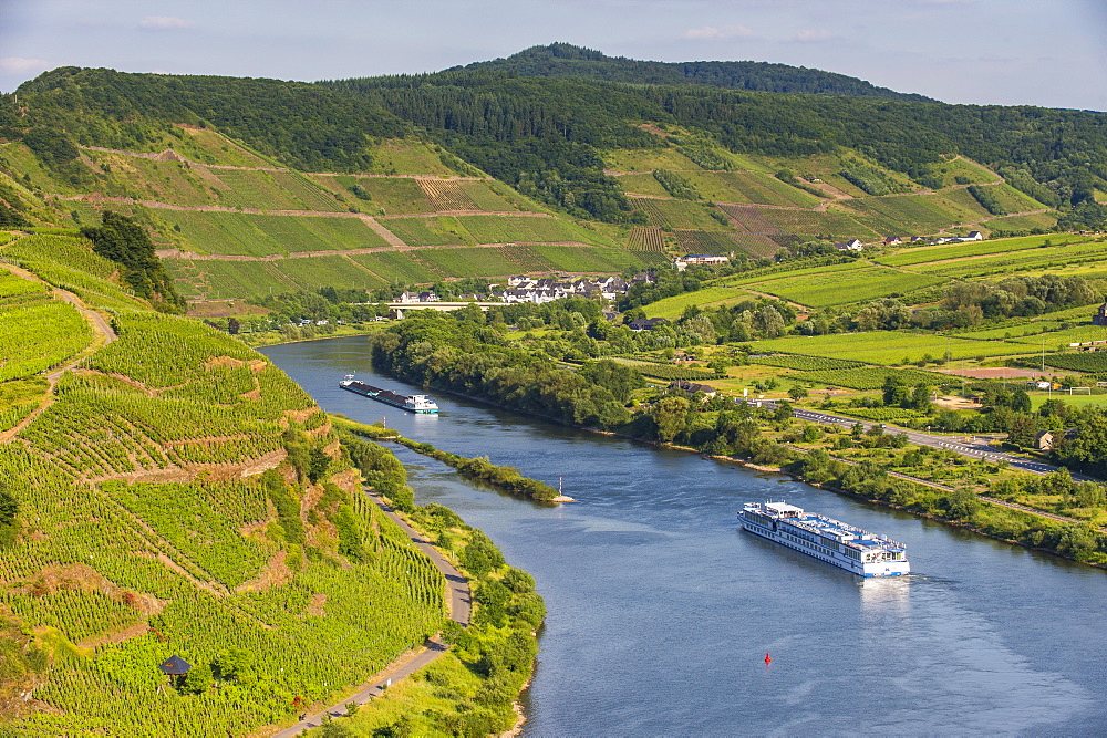 Cruise ship passing through the Riverbend in Bremm, Europe's steepest vineyard location, Moselle Valley, Rhineland-Palatinate, Germany, Europe