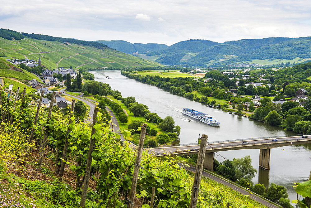 Cruise ship passing the vineyard near Lieser in the Moselle Valley, Rhineland-Palatinate, Germany, Europe