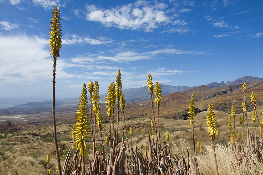 Vegetation and grasses on island of San Antao, Cape Verde Islands, Africa