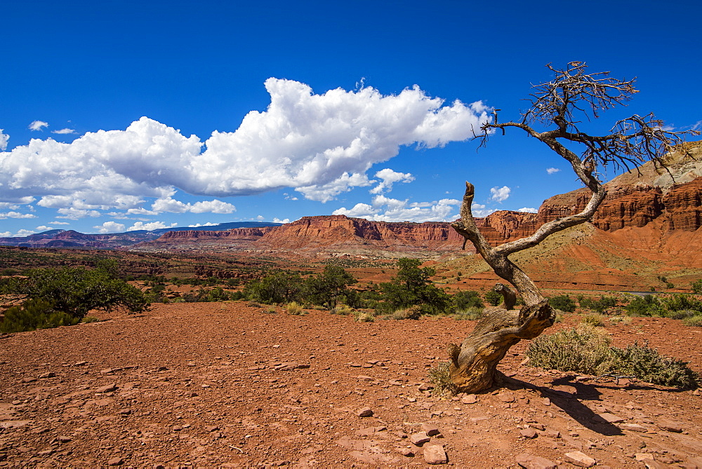 Dead tree in the Capitol Reef National Park, Utah, United States of America, North America