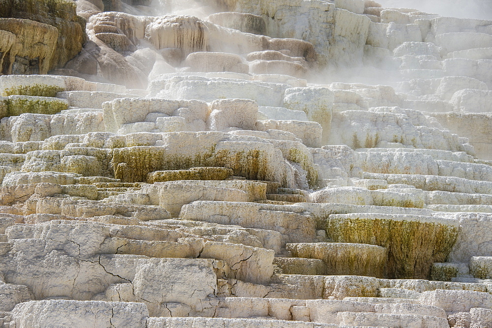 Travertine terraces in Mammoth hot springs terraces, Yellowstone National Park, UNESCO World Heritage Site, Wyoming, United States of America, North America