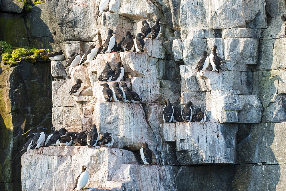 Black-legged kittiwakes (Rissa tridactyla) colony on the cliffs of Alkerfjellet, Svalbard, Arctic