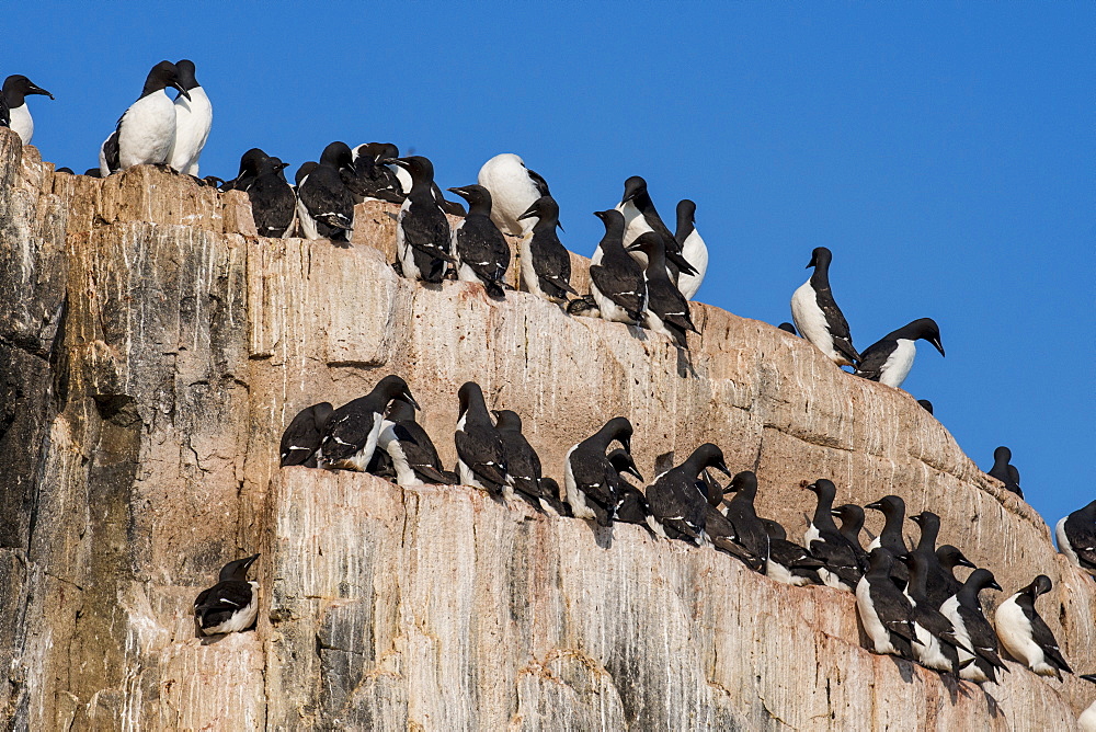 Black-legged kittiwakes (Rissa tridactyla) colony on the cliffs of Alkerfjellet, Svalbard, Arctic