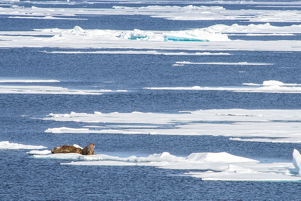 Three walrus (Odobenus rosmarus) on an ice shelf, Arctic shelf, Svalbard, Arctic