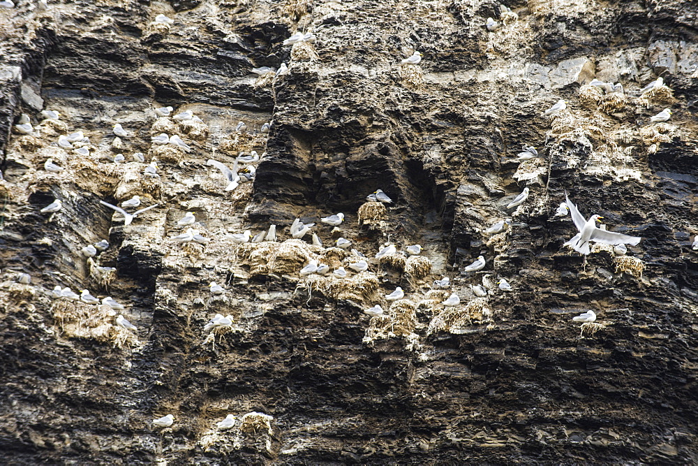 Black-legged Kittiwakes (Rissa tridactyla) flying and nesting, Diskobukta, Edgeoya Island, Svalbard Archipelago, Norway, Arctic