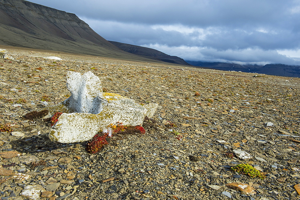 Whale bone on the shore of Diskobukta, Svalbard, Arctic