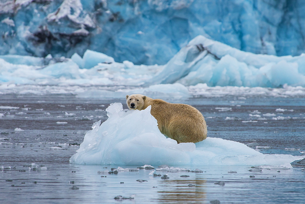 Polar bear (Ursus maritimus) sitting on a piece of ice in front of a glacier, Hornsund, Svalbard, Arctic