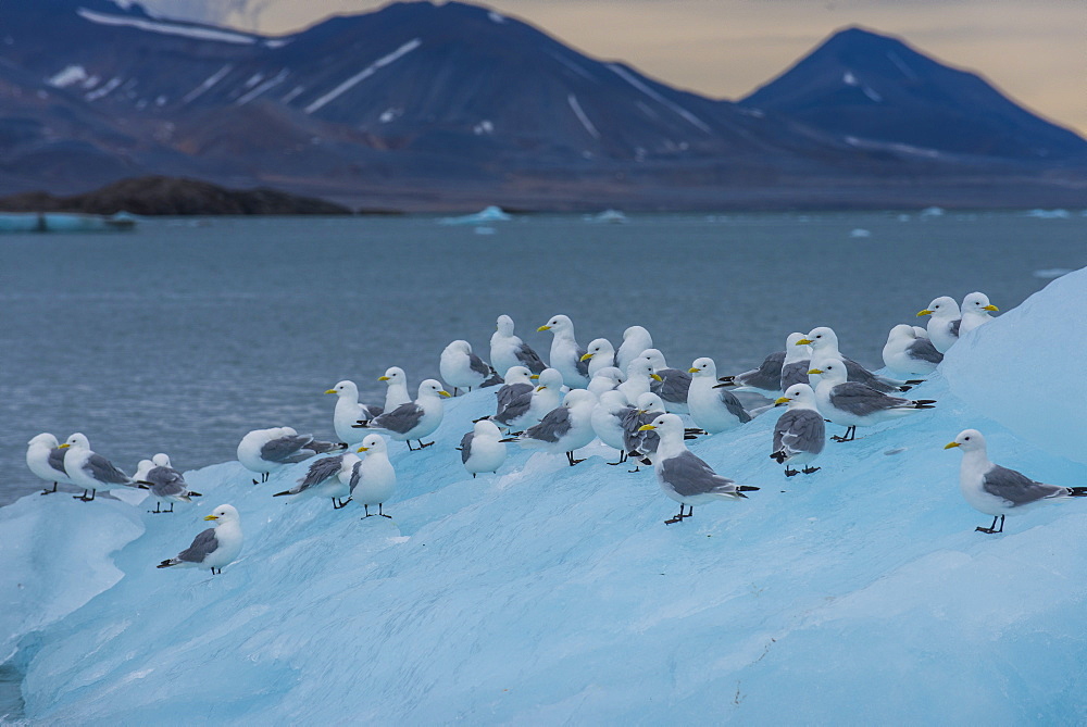 Kittiwakes sitting on a huge piece of ice, Hornsund, Svalbard, Arctic, Norway, Scandinavia, Europe 