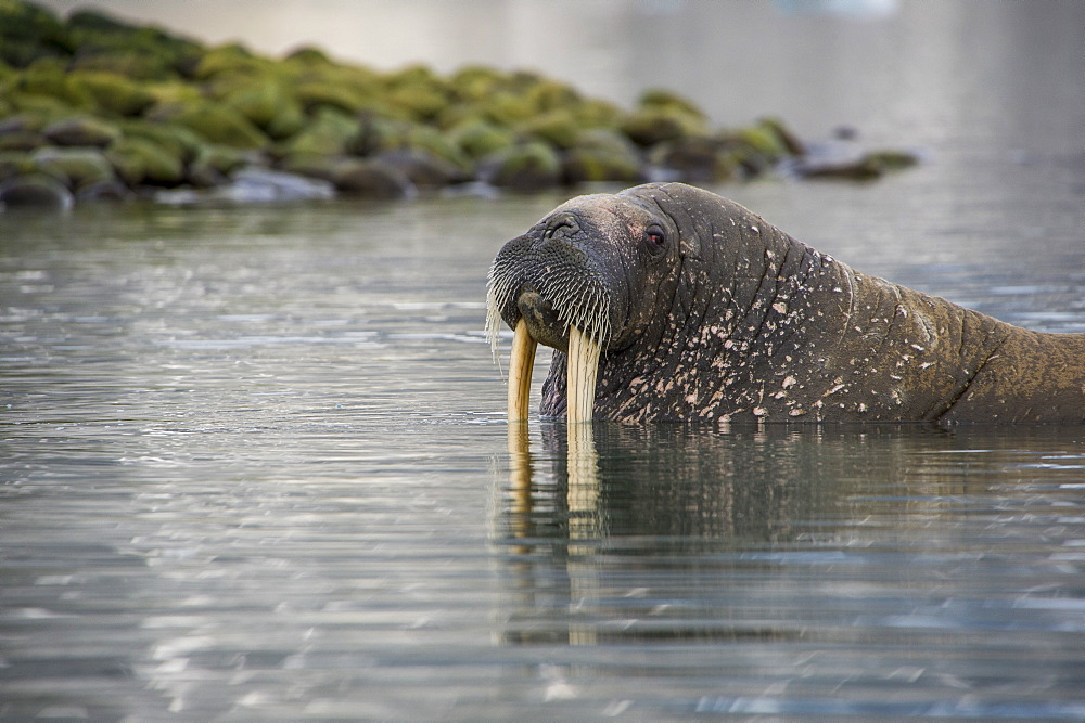 Walrus (Odobenus rosmarus) looking out from the water, Magdalenen Fjord, Svalbard, Arctic, Norway, Scandinavia, Europe 