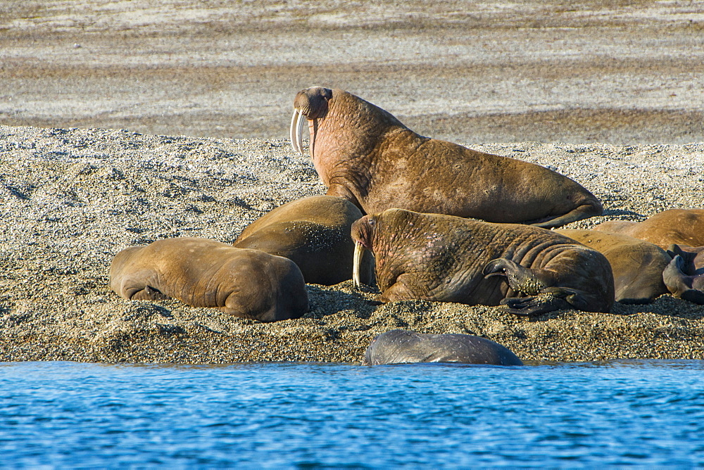 Walrus (Odobenus rosmarus) colony, Torellneset, Svalbard, Arctic, Norway, Scandinavia, Europe 