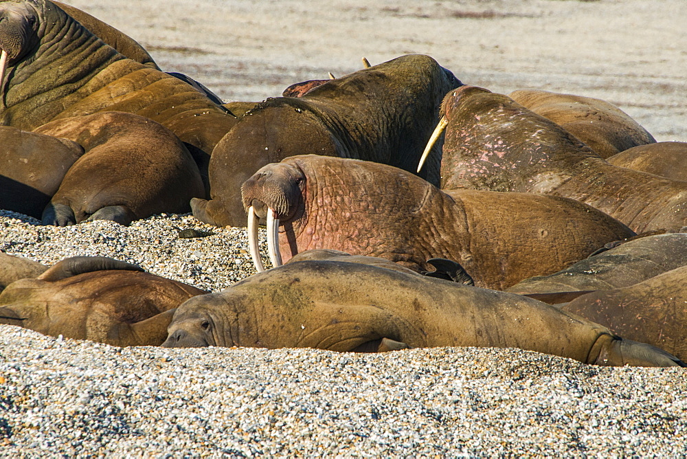 Walrus (Odobenus rosmarus) colony, Torellneset, Svalbard, Arctic, Norway, Scandinavia, Europe 