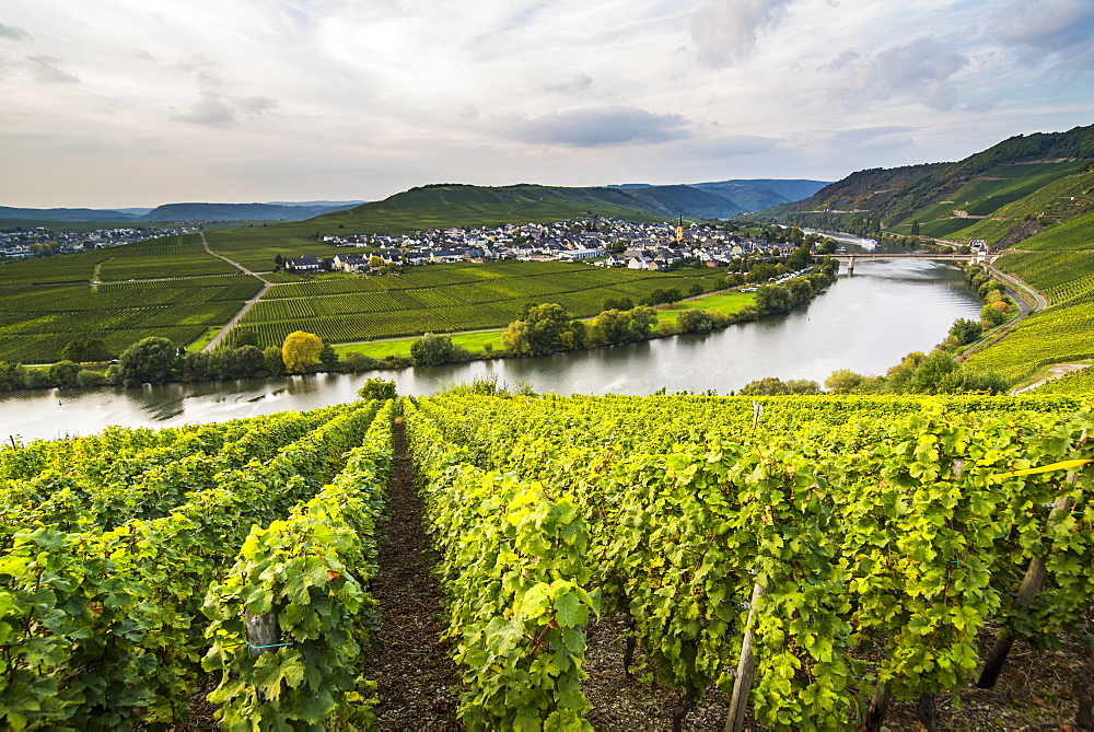 Vineyards around the Moselle at Trittenheim, Moselle Valley, Rhineland-Palatinate, Germany, Europe