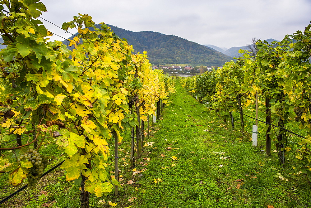 Vineyard in Duernstein, Danube, Wachau Cultural Landscape, UNESCO World Heritage Site, Austria, Europe