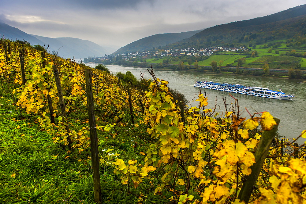 Fall leaves in the vineyards and a cruise ship on the Rhine River, Assmannshausen, Rhine valley, Rhineland-Palatinate, Germany, Europe