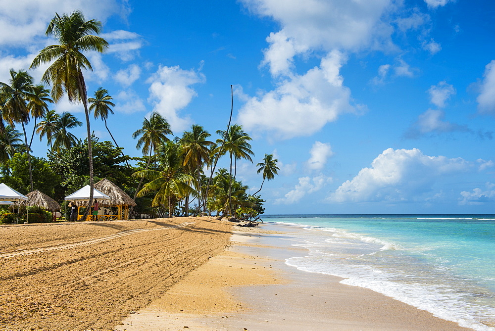 Sandy beach and palm trees of Pigeon Point, Tobago, Trinidad and Tobago, West Indies, Caribbean, Central America