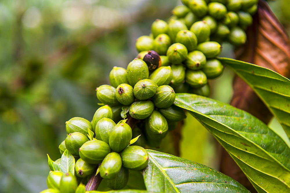 Close up of coffee beans (Rubiaceae) on a coffee plantation in the jungle of Sao Tome, Sao Tome and Principe, Atlantic Ocean, Africa