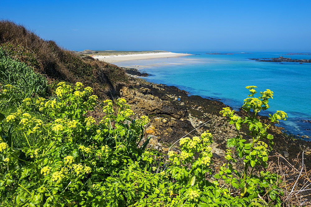 Blooming flowers with Shell Beach in the background, Herm, Channel Islands, United Kingdom, Europe 